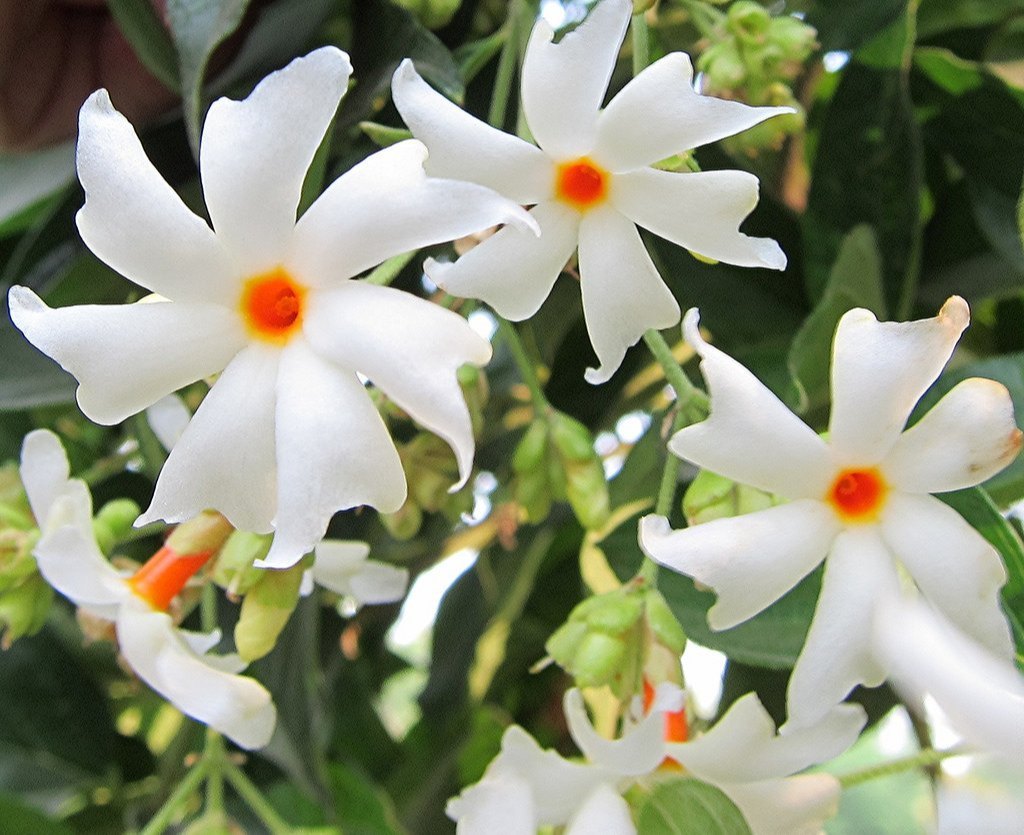 Nyctanthes arbor-tristis (Night jasmine) in allergic asthma management